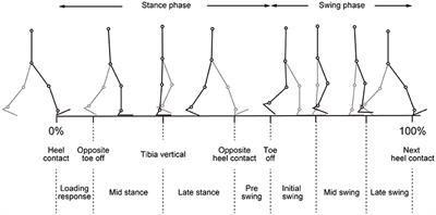 Speed-Dependent Modulation of Muscle Activity Based on Muscle Synergies during Treadmill Walking